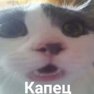 коты(смішные) коты(смішные) - животное