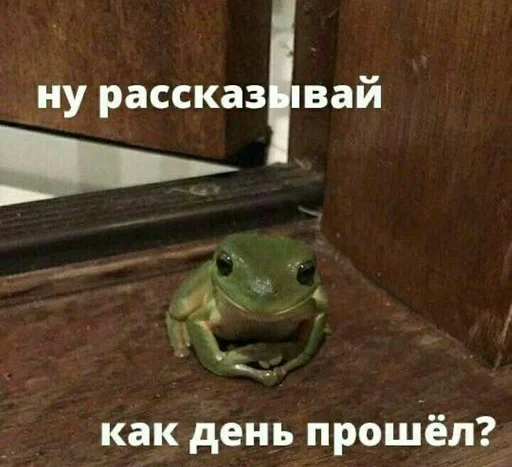 frog frog animal amphibian