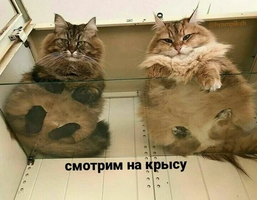 cat cat mammal animal