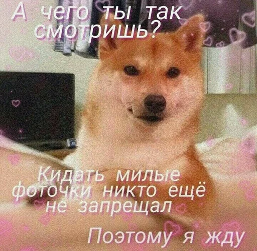 animal animal text mammal