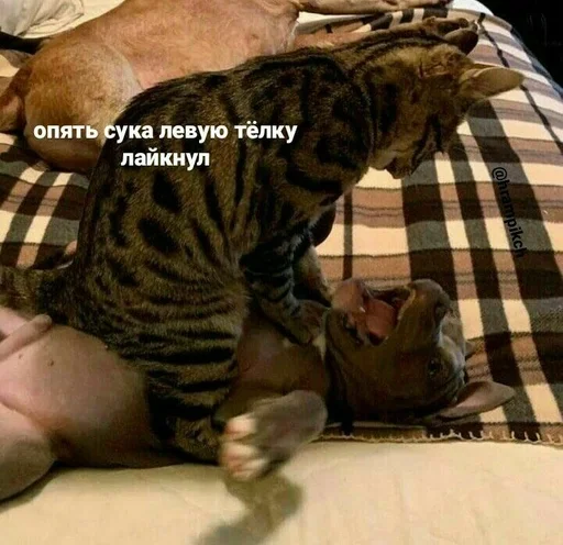 animal animal mammal cat