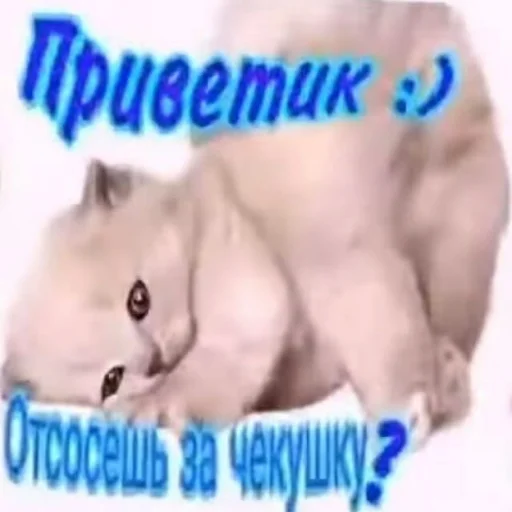 text text animal cat