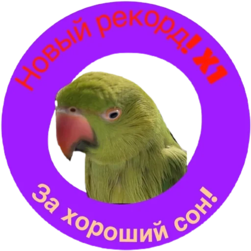 Сон Сон -