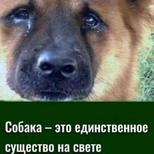 чiзбургер чiзбургер -