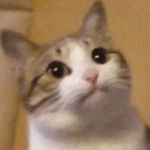 mammal mammal cat animal