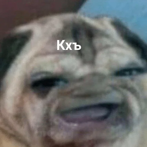 animal animal mammal dog