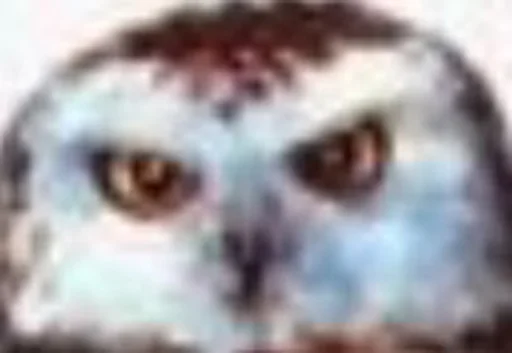 animal animal bird bird of prey