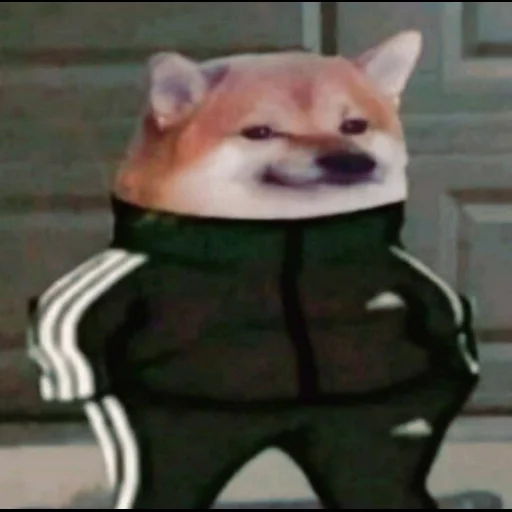 dog dog mammal animal