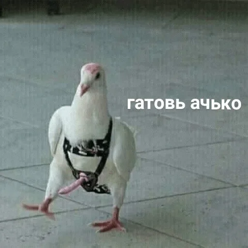animal animal bird pigeon