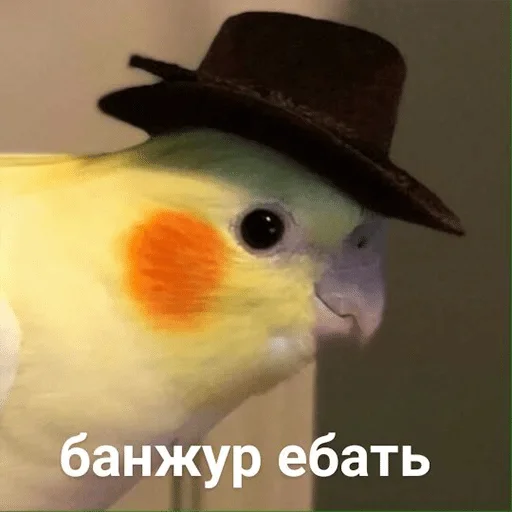 bird bird animal beak