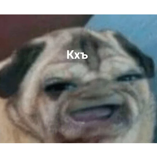 animal animal mammal dog