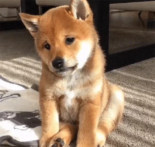 animal animal mammal pet