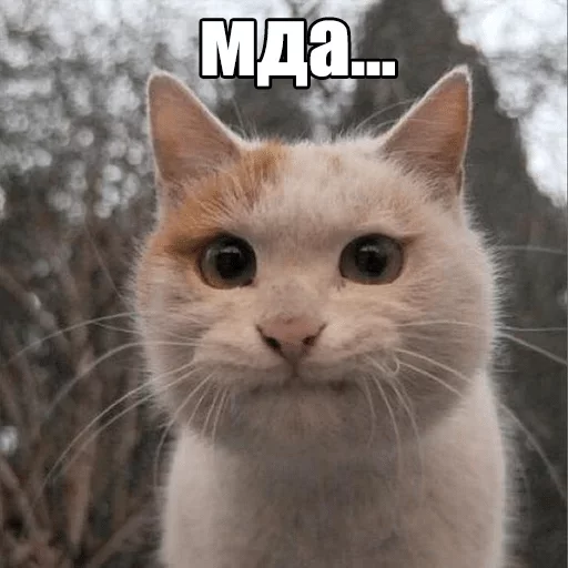 animal animal mammal cat
