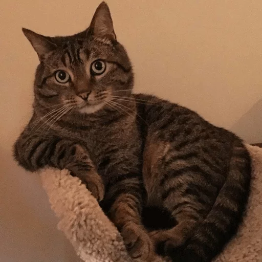 animal animal cat mammal