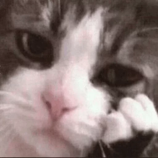 mammal mammal animal cat