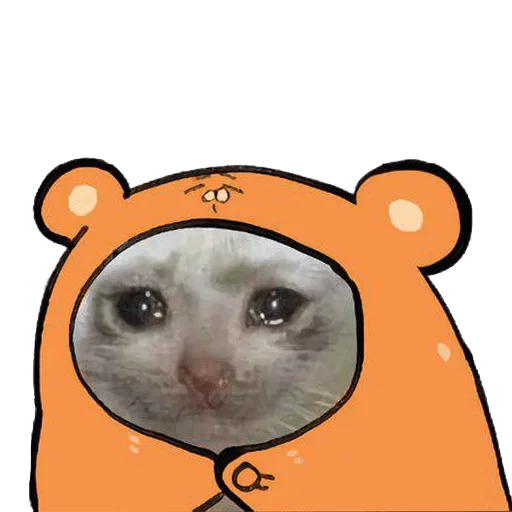 animal animal mammal cat
