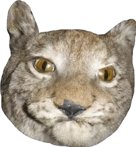 animal animal mammal wildcat