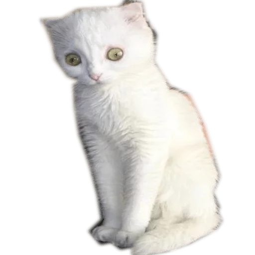animal animal mammal domestic cat