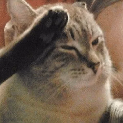 mammal mammal animal cat