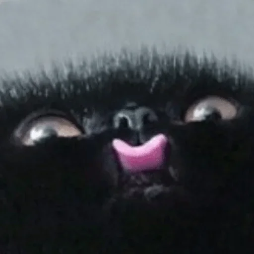meow — @stckrRobot meow — @stckrRobot -