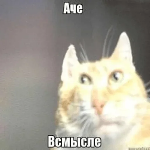 animal animal mammal cat