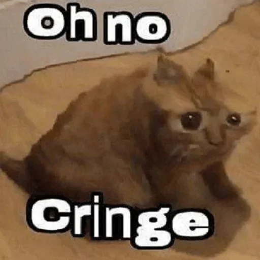 animal animal cat mammal