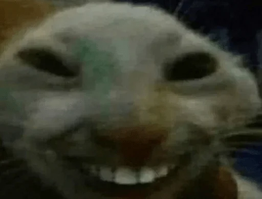 mammal mammal animal cat