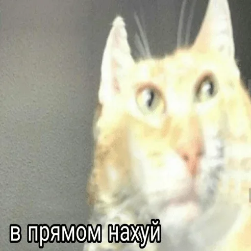animal animal mammal cat