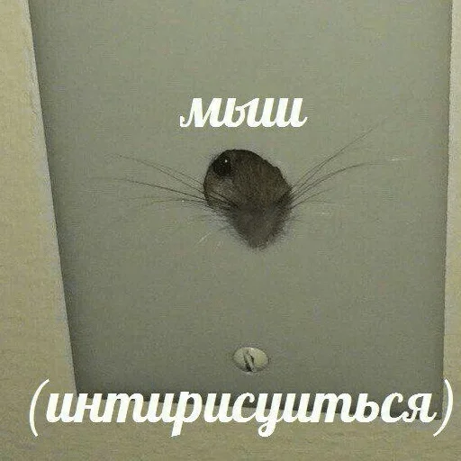 СМС СМС грызун животное