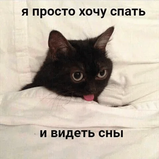 кошки малого и среднего размера кошки малого и среднего размера животное кошка
