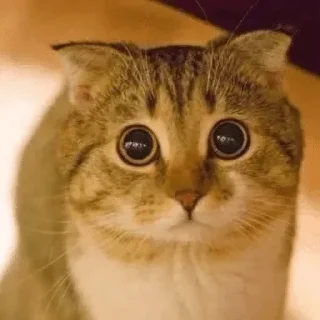 meow — @stckrRobot meow — @stckrRobot - животное