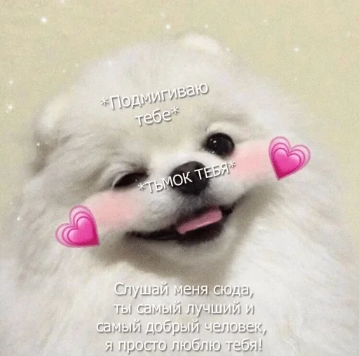 dog dog animal mammal