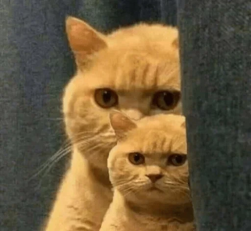 mammal mammal animal cat