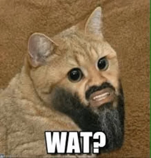 mammal mammal text animal