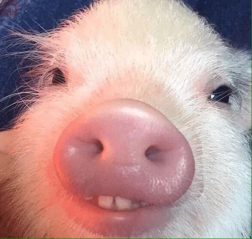 mammal mammal animal swine