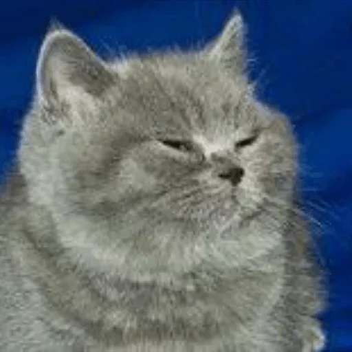 mammal mammal animal cat