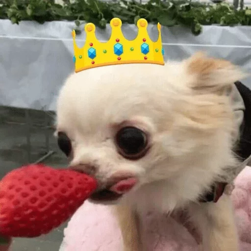 chihuahua chihuahua animal pet
