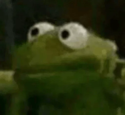 frog frog animal