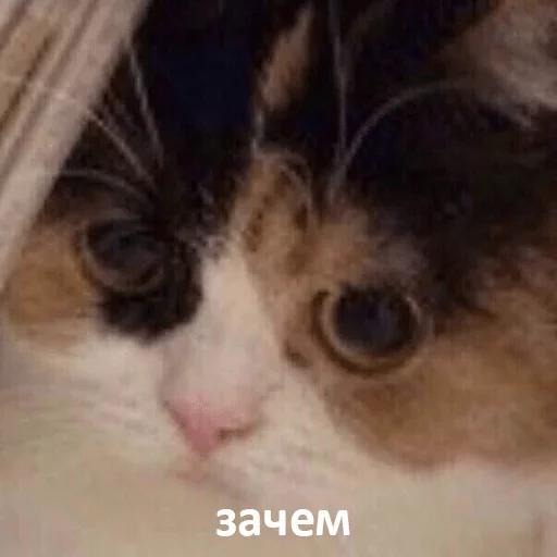 mammal mammal animal cat