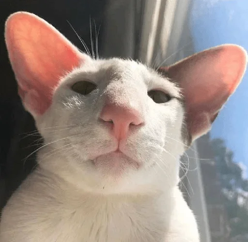 mammal mammal animal domestic cat