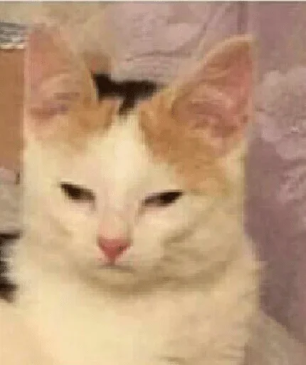 mammal mammal animal cat