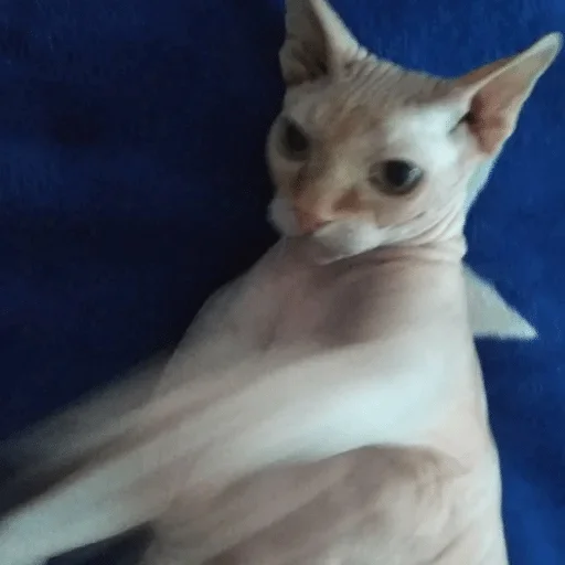 animal animal cat mammal