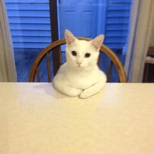small to medium-sized cats small to medium-sized cats indoor domestic cat