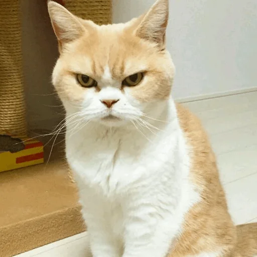 animal animal mammal cat