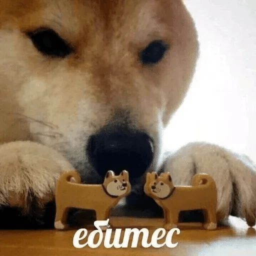 animal animal mammal pet