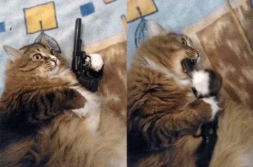 fur fur felidae small to medium-sized cats