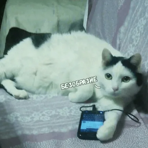 small to medium-sized cats small to medium-sized cats indoor felidae