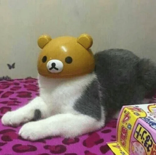 toy toy indoor animal