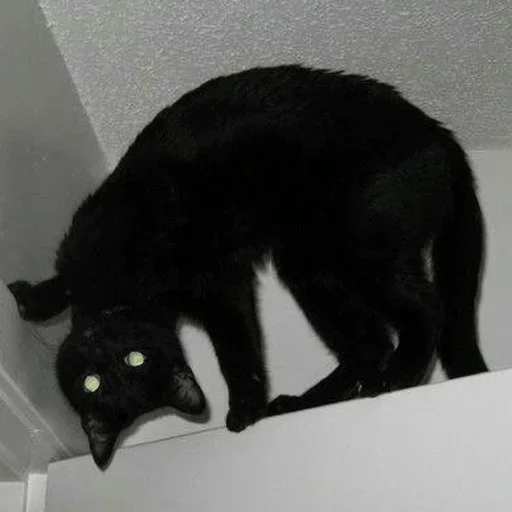 small to medium-sized cats small to medium-sized cats black cat felidae