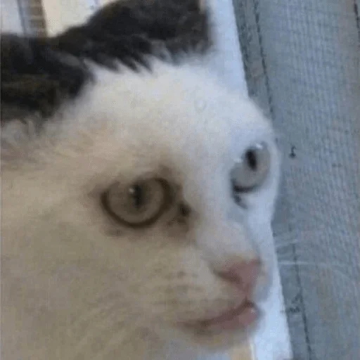 animal animal mammal cat